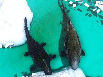 滄龍魚長什么樣子視頻：《侏羅紀世界》中的滄龍魚是什么樣子？ 滄龍魚長什么樣子視頻：《侏羅紀世界》中的滄龍魚是什么樣子？ 龍魚百科 第1張