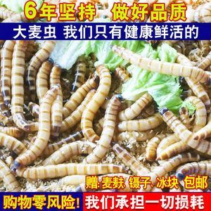 金龍魚成年要多久喂一次龜糧：金龍魚一天喂多少次食金龍魚一天喂多少次食物比較好 金龍魚成年要多久喂一次龜糧：金龍魚一天喂多少次食金龍魚一天喂多少次食物比較好 龍魚百科 第7張