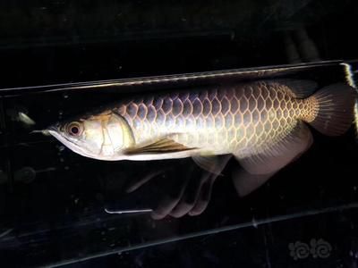 大型龍魚是什么魚類（常見的5種龍魚,你都養過嗎今日頭條龍魚習性介紹）