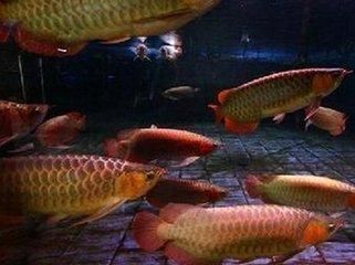 龍魚中國有嗎