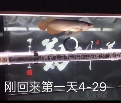 賽級(jí)和5A龍魚區(qū)別（賽級(jí)和5a龍魚有什么區(qū)別？）