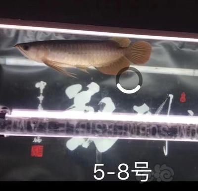 賽級(jí)和5A龍魚區(qū)別（賽級(jí)和5a龍魚有什么區(qū)別？）