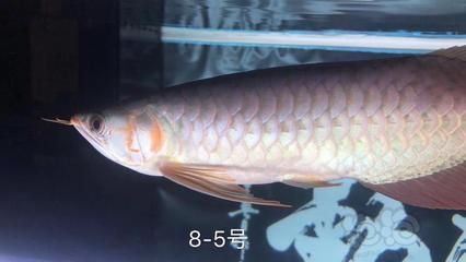 賽級(jí)和5A龍魚區(qū)別（賽級(jí)和5a龍魚有什么區(qū)別？）
