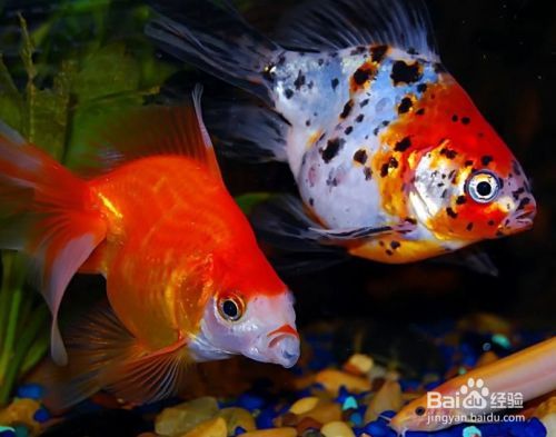 金龍魚(yú)沉在缸底是怎么回事（金龍魚(yú)沉在缸底可能有多種原因以下方法可以有效解決）