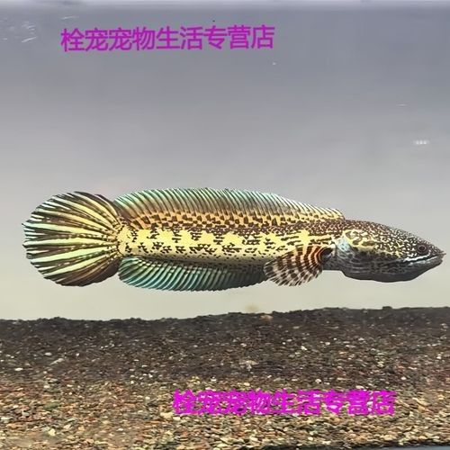 黃金眼鏡蛇雷龍魚小苗怎么選購