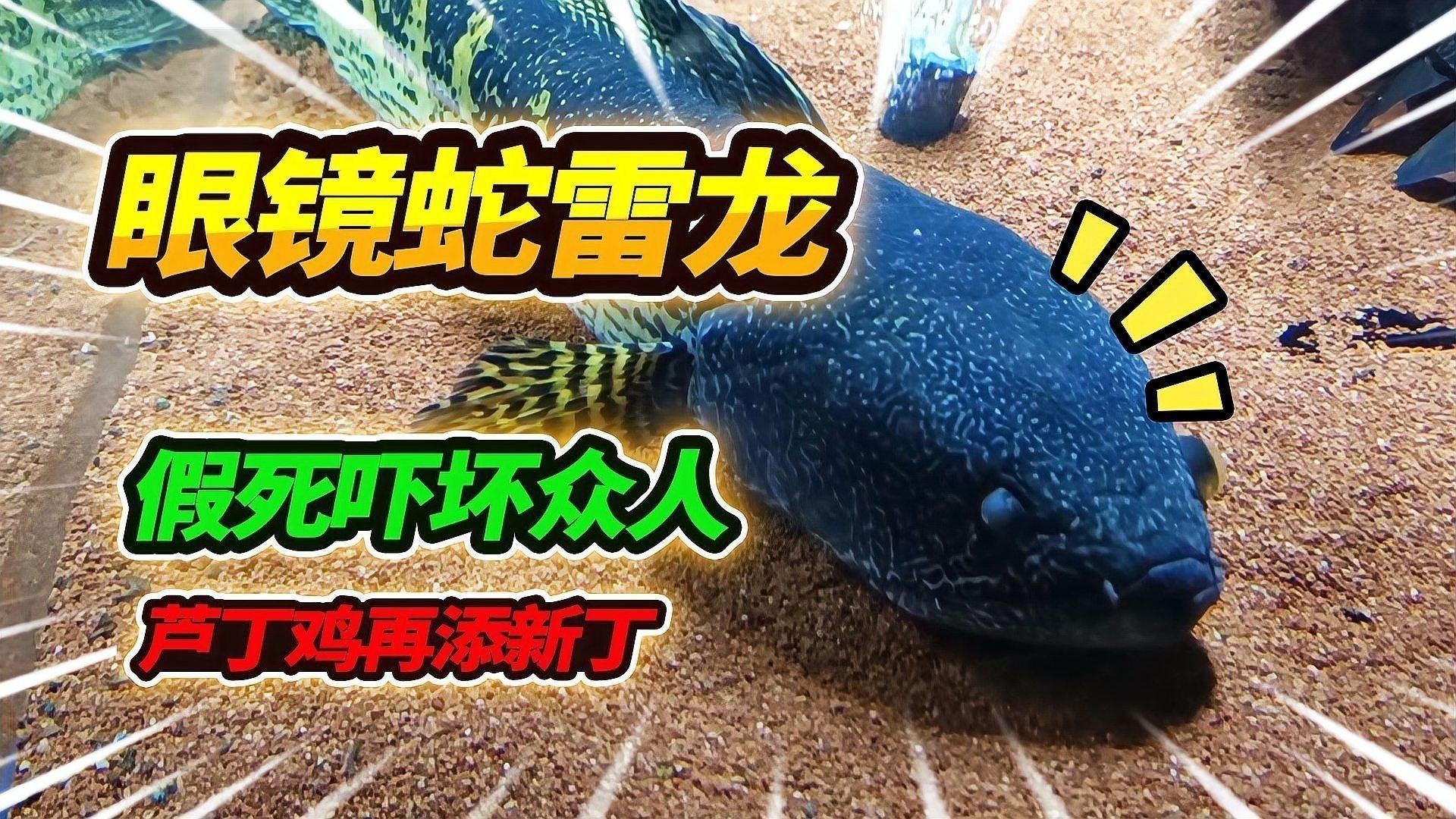 黃金眼鏡蛇雷龍魚小苗怎么選購