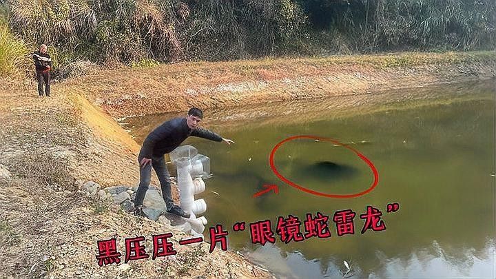 黃金眼鏡蛇雷龍魚小苗怎么選購