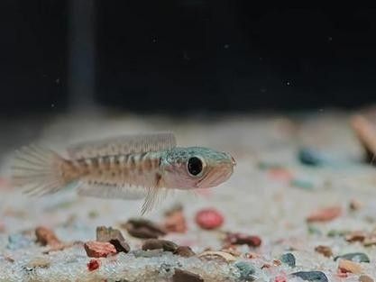 黃金眼鏡蛇雷龍魚小苗怎么選購