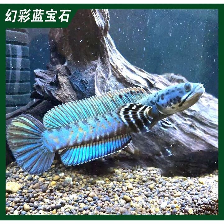 黃金眼鏡蛇雷龍魚小苗怎么選購