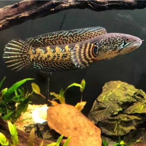 黃金眼鏡蛇雷龍魚小苗怎么選購