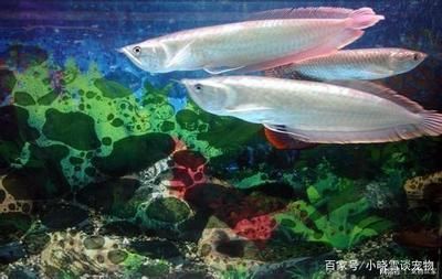 龍魚該怎么養活:養殖龍魚的注意事項 龍魚百科 第4張 龍魚該怎么養活:養殖龍魚的注意事項 龍魚該怎么養活:養殖龍魚的注意事項 龍魚百科 第4張