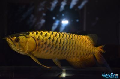 龍魚用led能發色嗎 貼吧：龍魚使用led燈可以發色但需要注意使用led燈的優點
