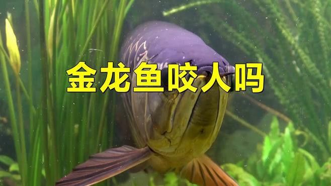 金龍魚會(huì)不會(huì)咬人