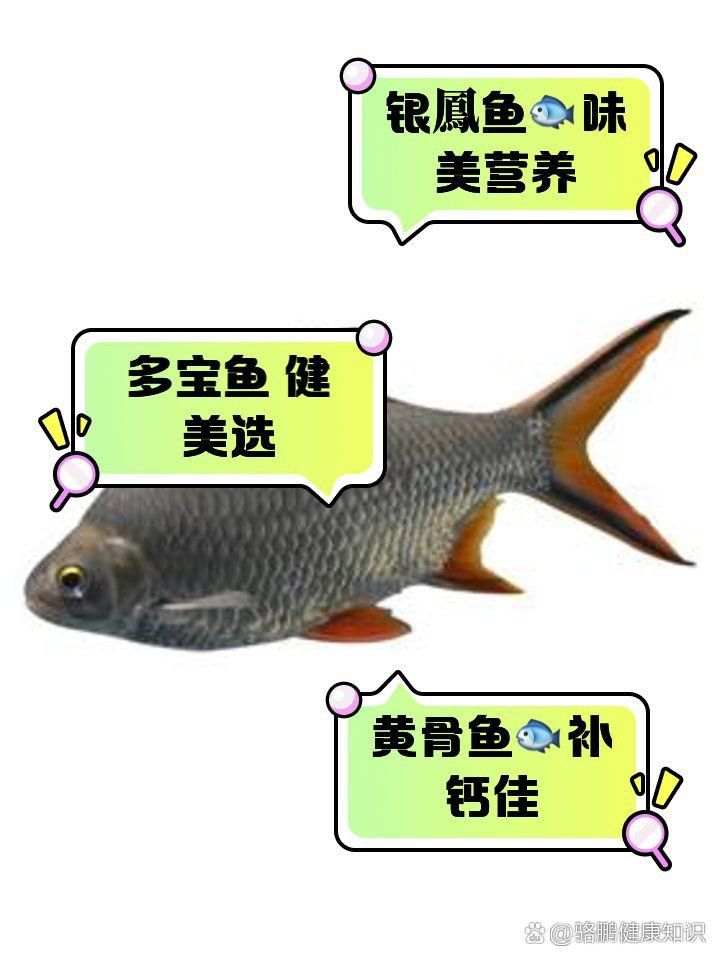 金鳳與銀鳳魚介紹