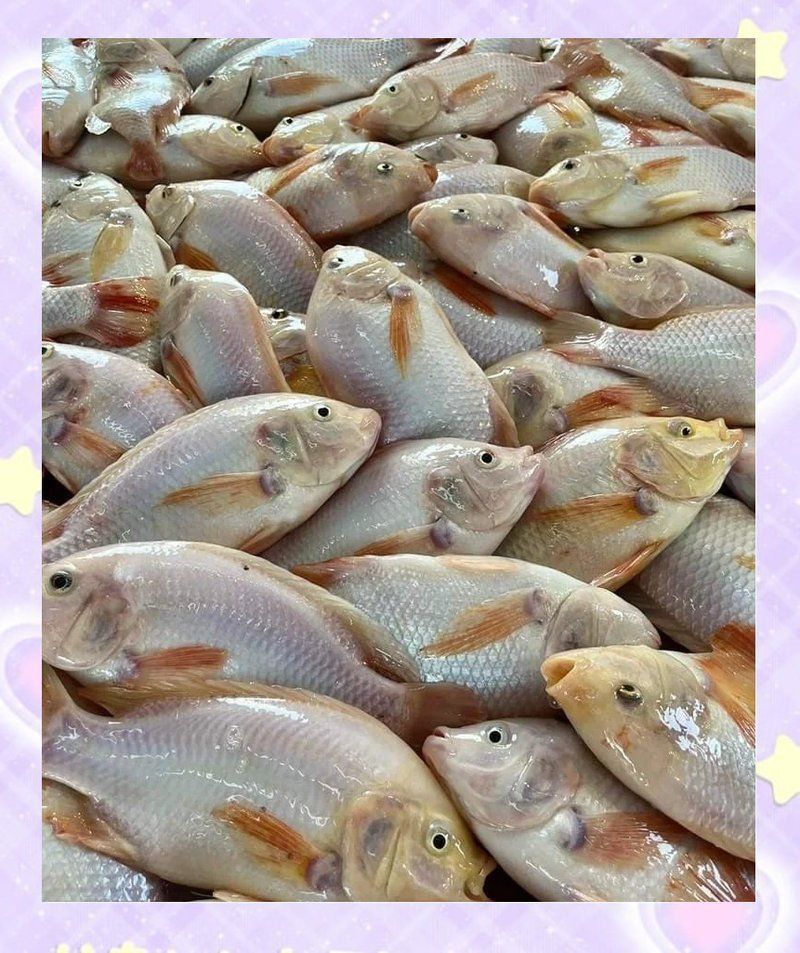 金鳳與銀鳳魚介紹