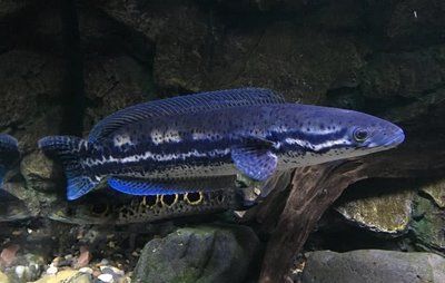 雷龍魚沉木的選購技巧：如何選擇雷龍魚沉木 雷龍魚沉木的選購技巧：如何選擇雷龍魚沉木 龍魚百科 第5張