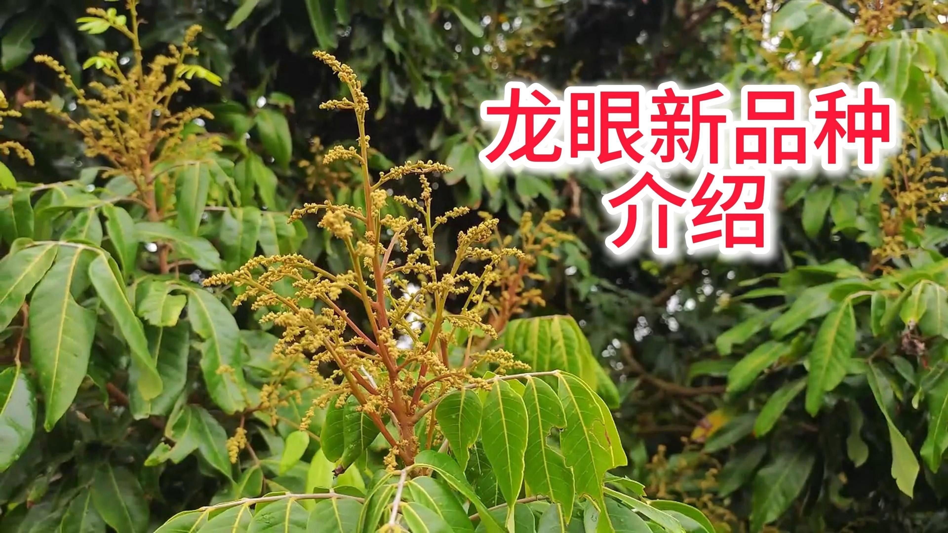 如何判斷龍眼菩提的產(chǎn)地？ 如何判斷龍眼菩提的產(chǎn)地？ 龍魚(yú)百科 第1張