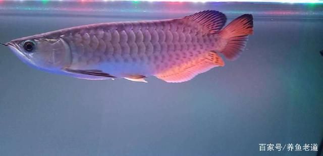 龍魚被咬傷了怎么治療圖片：龍魚傷口護理的日常注意事項
