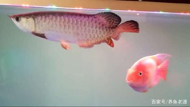 龍魚被咬傷了怎么治療圖片：龍魚傷口護理的日常注意事項