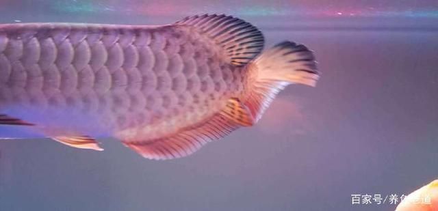 龍魚被咬傷了怎么治療圖片：龍魚傷口護理的日常注意事項