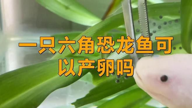 如何人工繁殖六角龍魚？