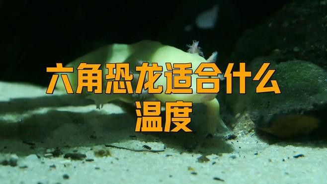 如何人工繁殖六角龍魚？
