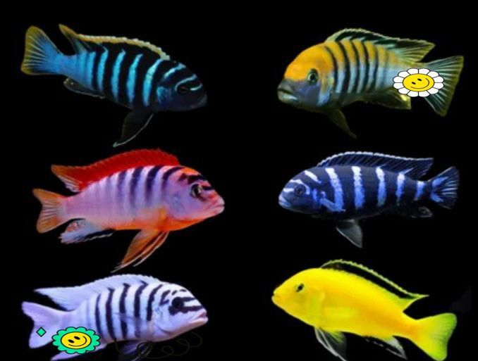 六間魚與十間魚哪個兇