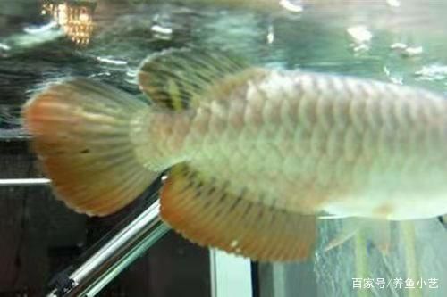龍魚爛鰭爛尾的治療方法（龍魚爛鰭爛尾怎么辦） 龍魚爛鰭爛尾的治療方法（龍魚爛鰭爛尾怎么辦） 龍魚百科 第2張