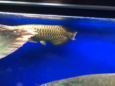 龍魚爛鰭爛尾的治療方法（龍魚爛鰭爛尾怎么辦） 龍魚爛鰭爛尾的治療方法（龍魚爛鰭爛尾怎么辦） 龍魚百科 第4張