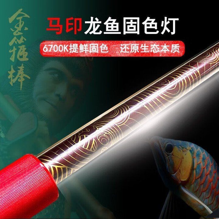 馬印神燈照金龍是什么效果 馬印神燈照金龍是什么效果 龍魚百科 第3張