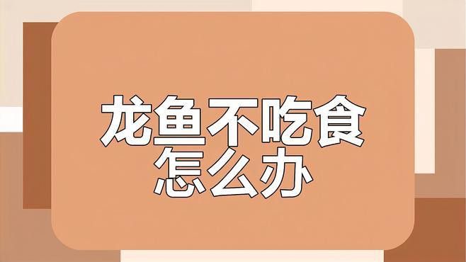 金龍魚不吃食應(yīng)該如何處理？