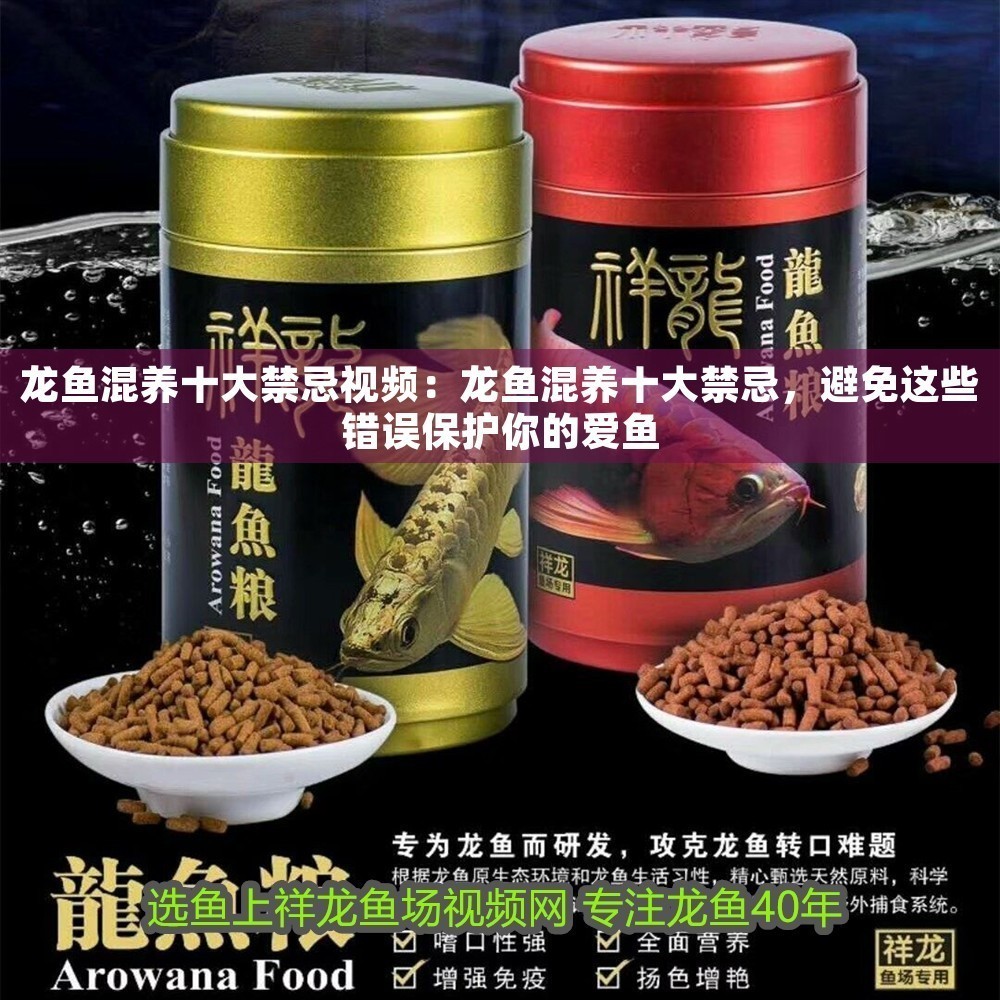 龍魚混養十大禁忌視頻：龍魚混養十大禁忌，避免這些錯誤保護你的愛魚
