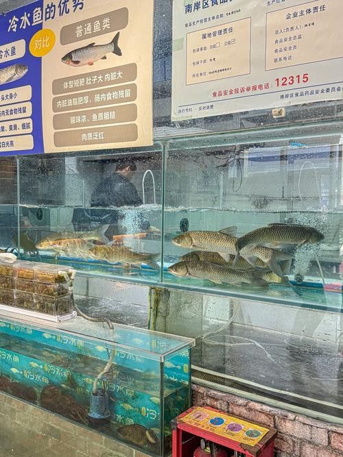 成都龍魚批發市場在哪里啊多少錢一條
