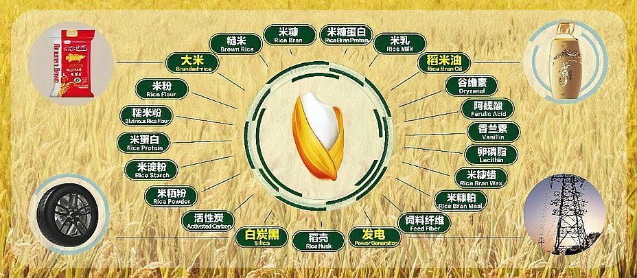 金龍魚科技創新