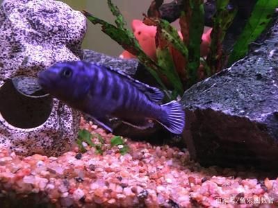觀賞魚市場發展趨勢預測，中國觀賞魚市場在未來幾年內將繼續保持增長勢頭