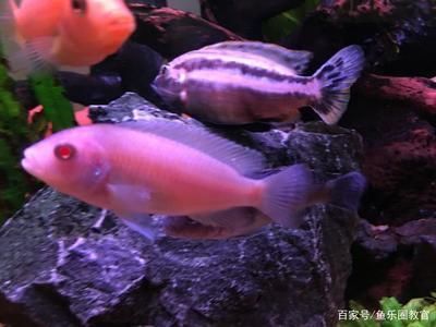 觀賞魚市場發展趨勢預測，中國觀賞魚市場在未來幾年內將繼續保持增長勢頭