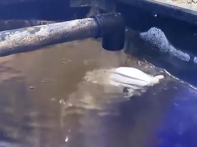 龍魚橫著漂浮在水面上不動：龍魚橫著漂浮在水面上不動怎么辦