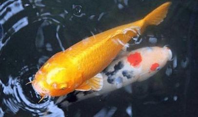 龍魚橫著漂浮在水面上不動：龍魚橫著漂浮在水面上不動怎么辦