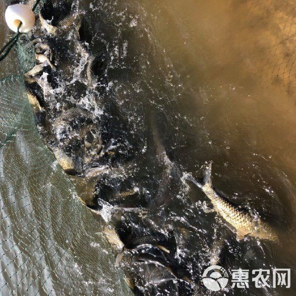 大湖漁場的價格范圍是多少？ 大湖漁場的價格范圍是多少？ 龍魚百科 第5張