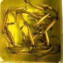 給我一張過背金龍魚幼魚的圖片 給我一張過背金龍魚幼魚的圖片 龍魚百科 第12張
