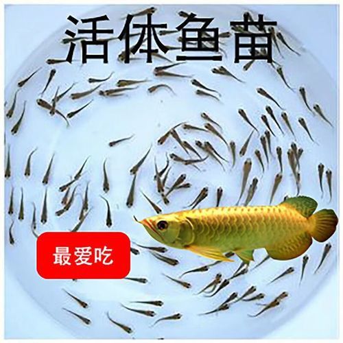 給我一張過背金龍魚幼魚的圖片 給我一張過背金龍魚幼魚的圖片 龍魚百科 第19張