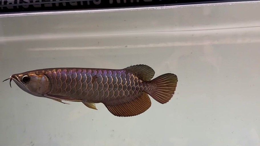 給我一張過背金龍魚幼魚的圖片 給我一張過背金龍魚幼魚的圖片 龍魚百科 第22張