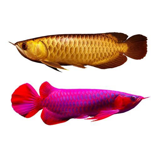 給我一張過背金龍魚幼魚的圖片 給我一張過背金龍魚幼魚的圖片 龍魚百科 第23張