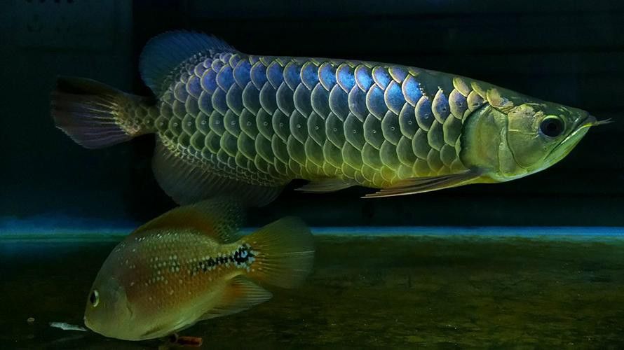 給我一張過背金龍魚幼魚的圖片 給我一張過背金龍魚幼魚的圖片 龍魚百科 第21張