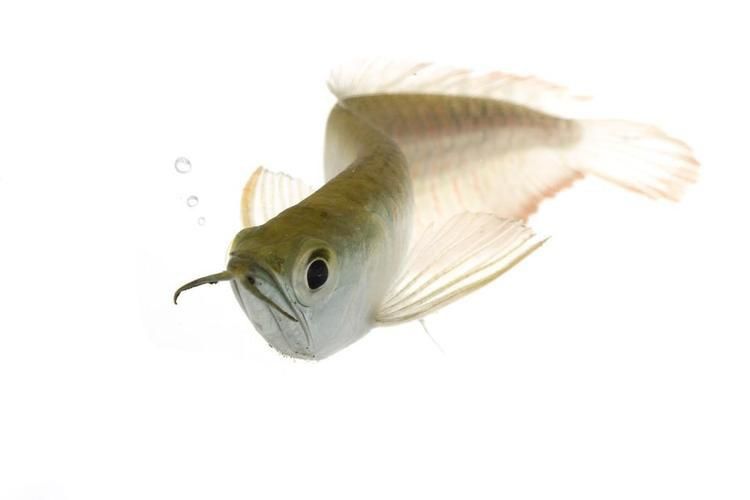 金龍魚白底黑背景