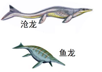 魚龍是龍嗎？：魚龍不是龍，是一種已經滅絕的海棲爬行動物