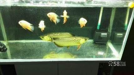 鄭州哪里有龍魚賣 鄭州哪里有龍魚賣 龍魚百科 第2張