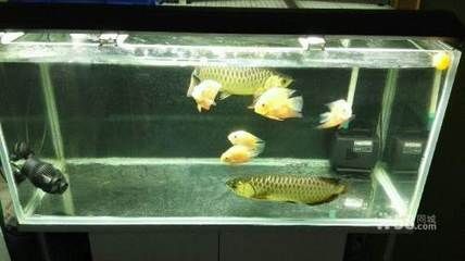 鄭州哪里有龍魚賣 鄭州哪里有龍魚賣 龍魚百科 第1張