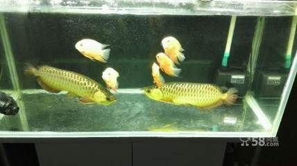 鄭州哪里有龍魚賣 鄭州哪里有龍魚賣 龍魚百科 第3張