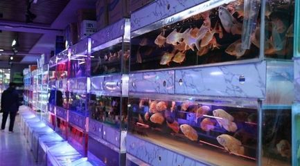 銀川水族批發市場（金鳳水族市場）